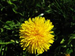 Dandelion